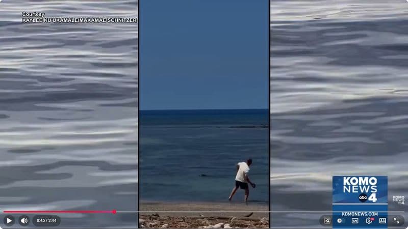 "벌금? I'm Rich"… 멸종위기 몽크물범에 돌 던진 시애틀 남성, 하와이 '공공의 적' 등극