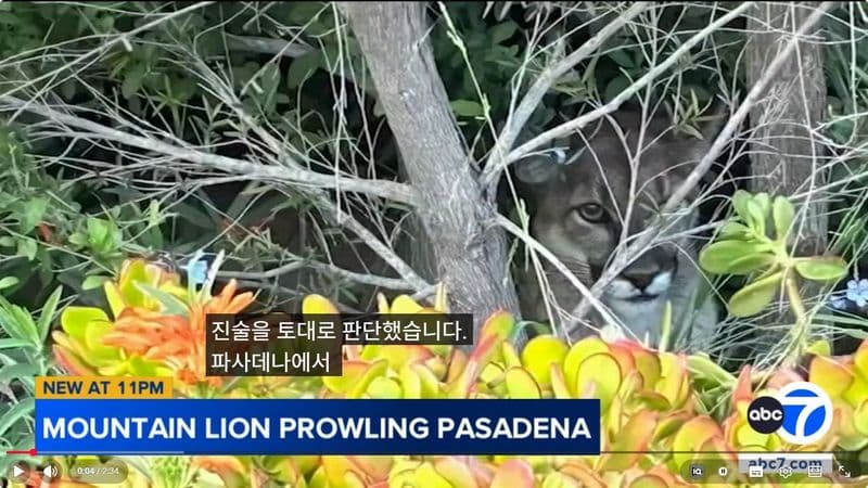 패서디나 주택가 산사자 출몰… "산불 후 서식지 파괴가 불러온 '도시 침입'"